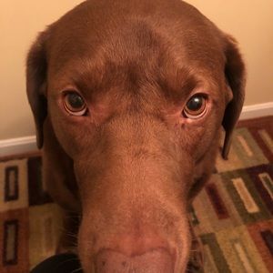 Meet your Posher, Amy